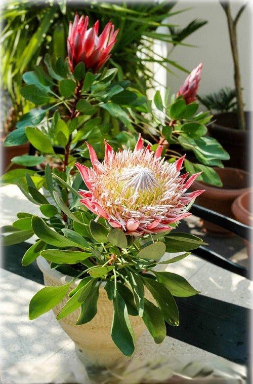 Protea Hawaiian Flower