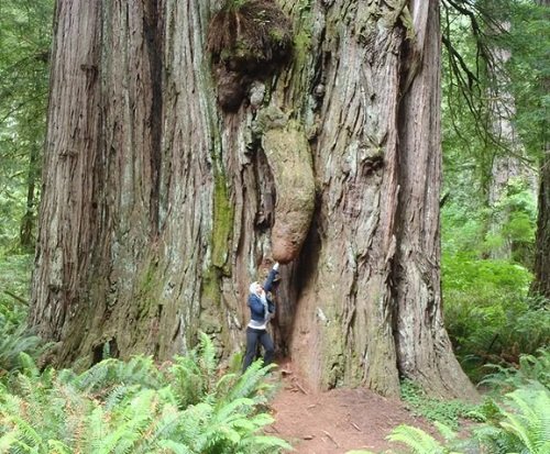 Bonus - Redwood Tree that has a Penis Like Growth