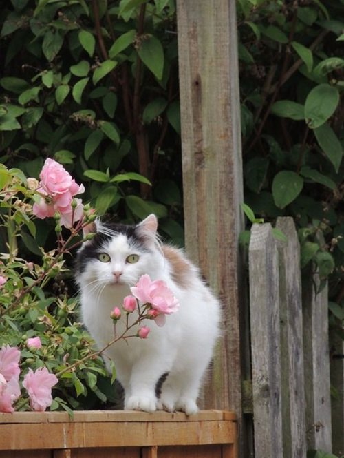 Flowers that Are Safe for Cats5