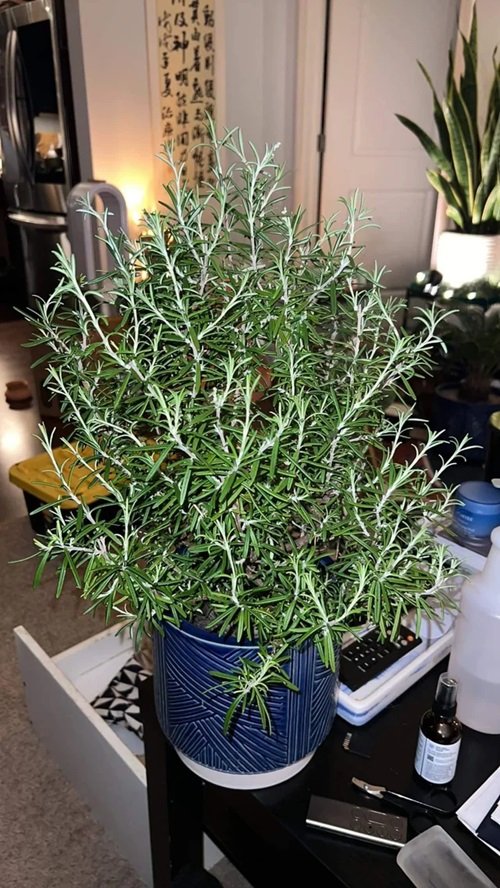 Succulents That Look Like Rosemary