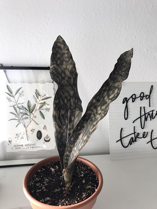 Styling with Black Snake Plants