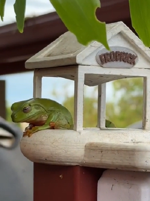 Frog House on the Fence