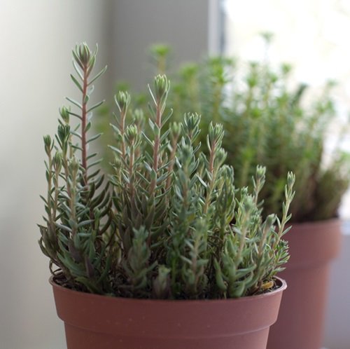 Succulents That Look Like Rosemary 3