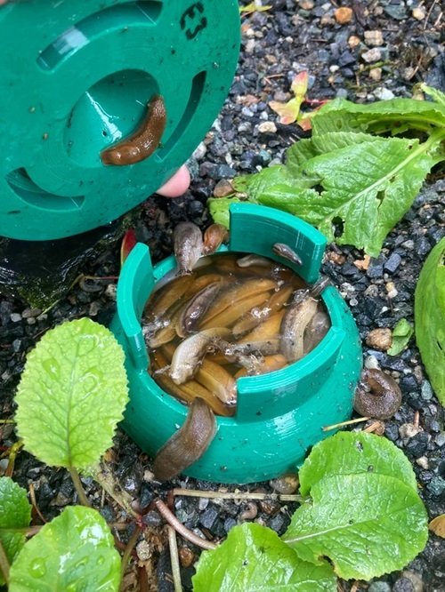 How to Prevent Slugs and Snails in the Garden 5
