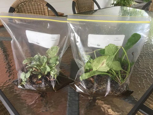 Ziplock bag Share Plants with Friends