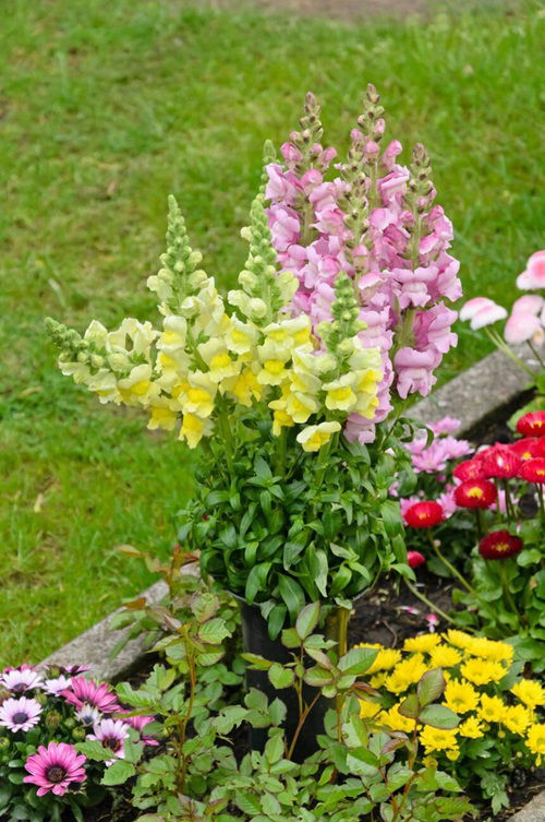 Snapdragons flowers for Graves