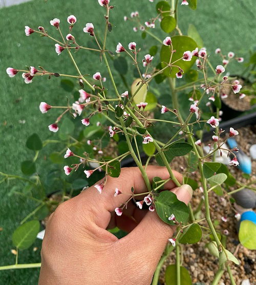 String of Stars Plant 6