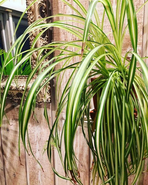 best Spider Plant Brown Tips Reasons and Solutions