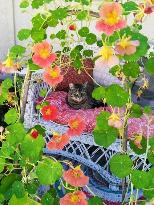 Flowers that Are Safe for Cats 15