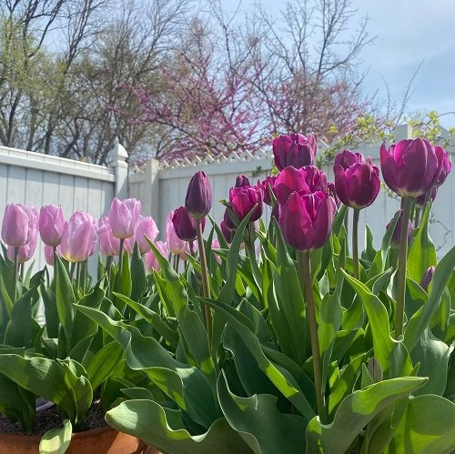 best Purple Spring Flowers in backyard