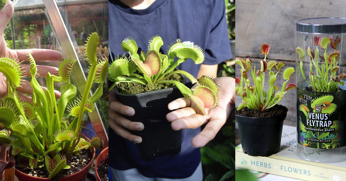 Giant Venus Fly Trap How To Grow A Big Venus Fly Trap Plant Balcony