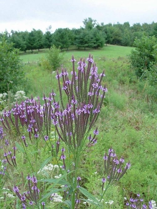 Virginia Native Plants 29