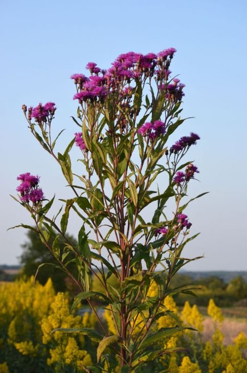 Purple Flower Weeds 7