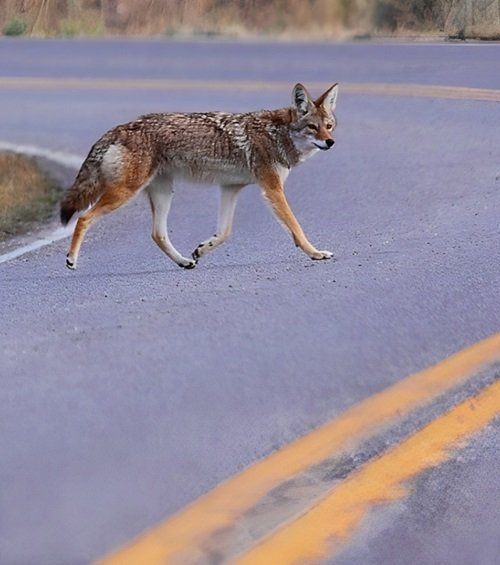 what does it mean when a coyote crosses your path 3