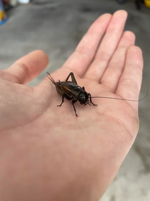 What Does It Mean When a Cricket Lands on You 1