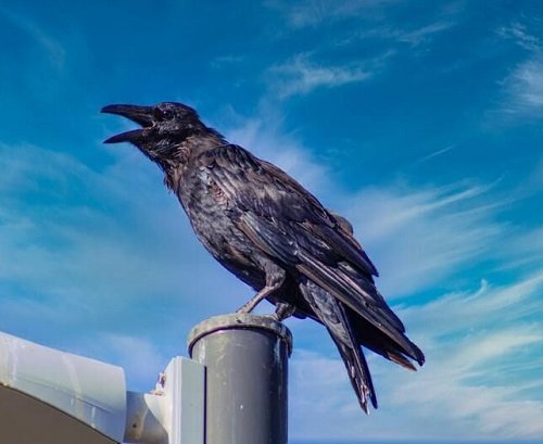 What Does it Mean When a Crow Caws
