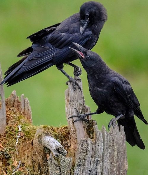 Crow Caws 3