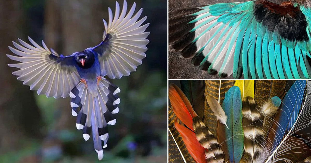 what-does-it-mean-when-you-find-a-feather-balcony-garden-web