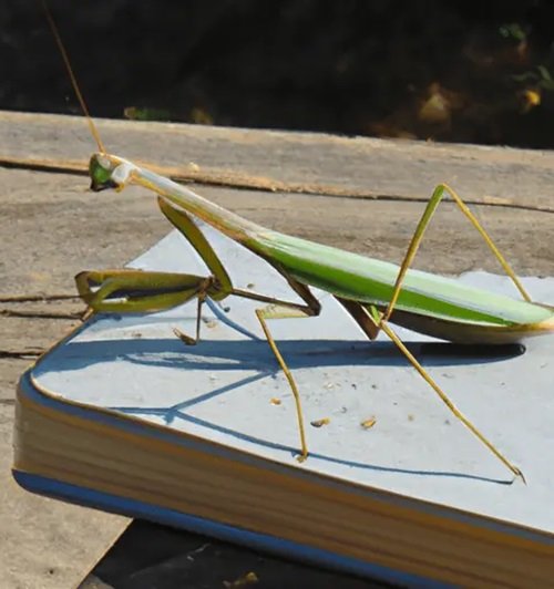 What Does it Mean When You See a Praying Mantis 4