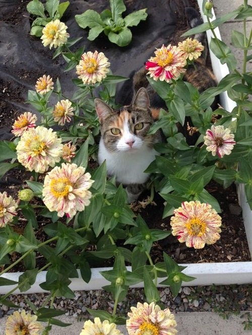 Flowers that Are Safe for Cats 17