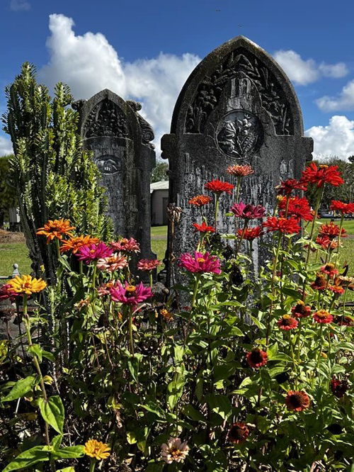 Zinnia Flowers for Graves