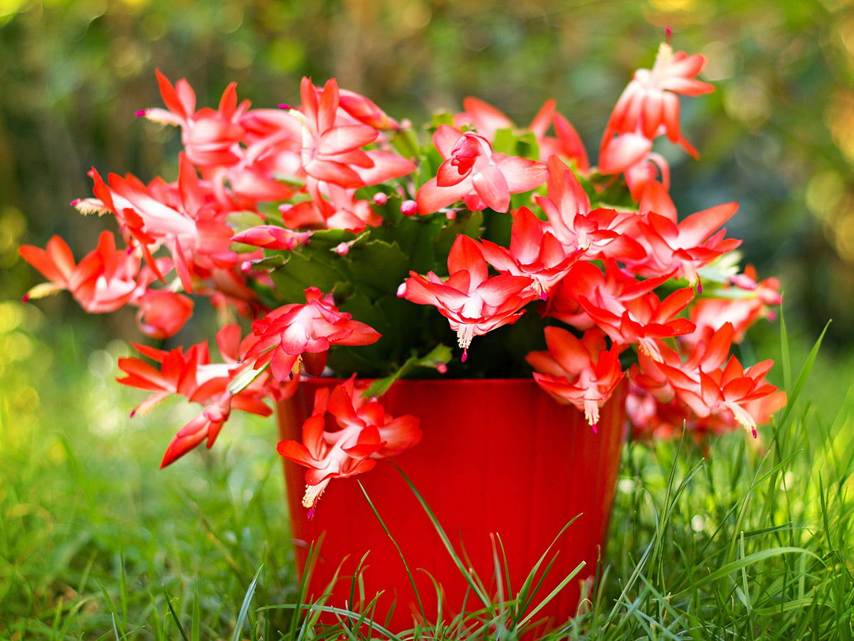 10 Best Types of Christmas Cactus Varieties | Balcony Garden Web