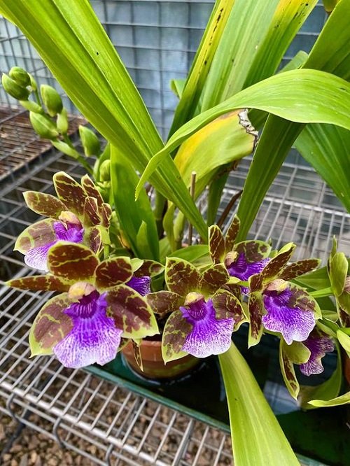 Purple Orchid Varieties 13