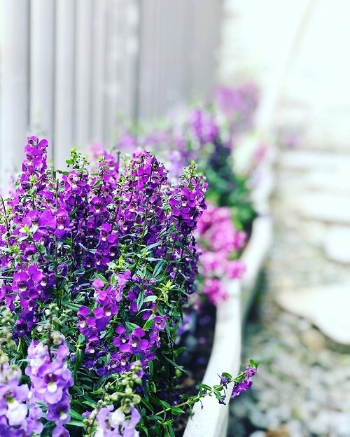 Occasions for Gifting Angelonia Flowers