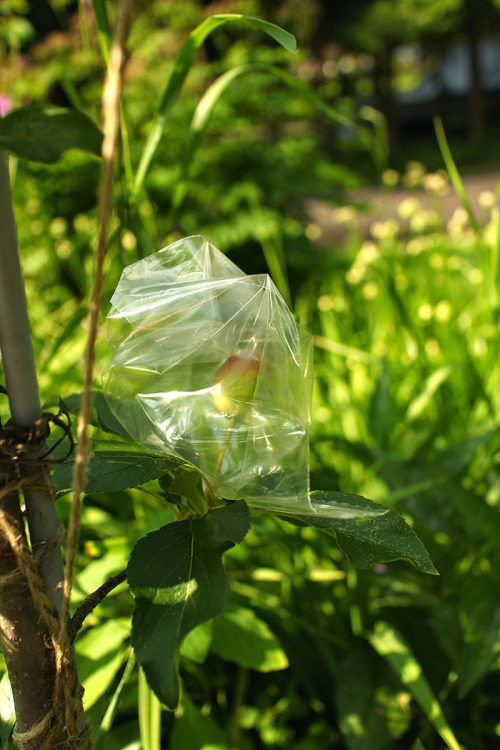 Pest and Insect Inspection Ziplock Bag Uses