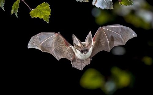 Spiritual Significance of Seeing a Bat in a Dream 3