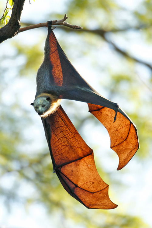 Spiritual Significance of Seeing a Bat in a Dream