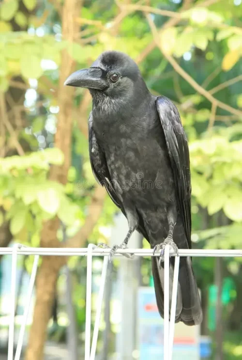 What Does it Mean When a Crow Visits You