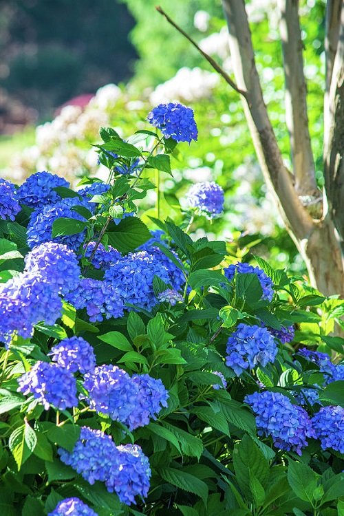 Stunning Royal Blue Flowers