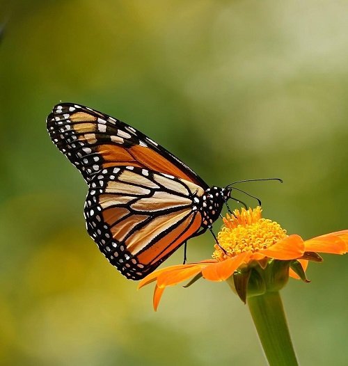 Significance of Monarch Butterfly Sightings in Different Locations