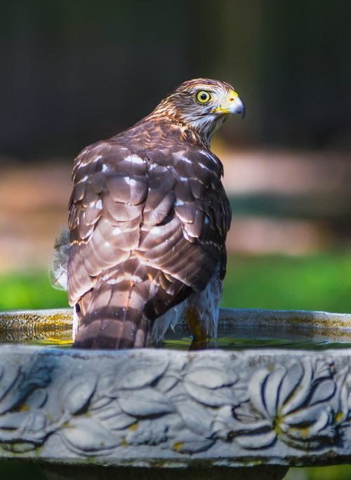 What Does it Mean When a Hawk Visits You