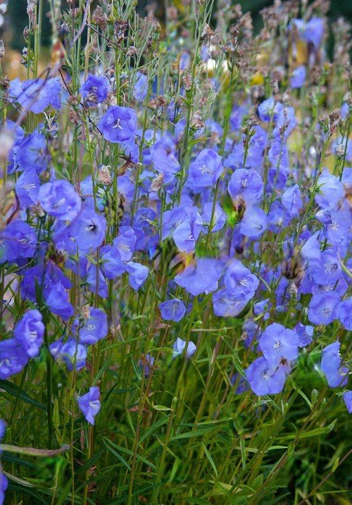 Royal Blue Flowers 9