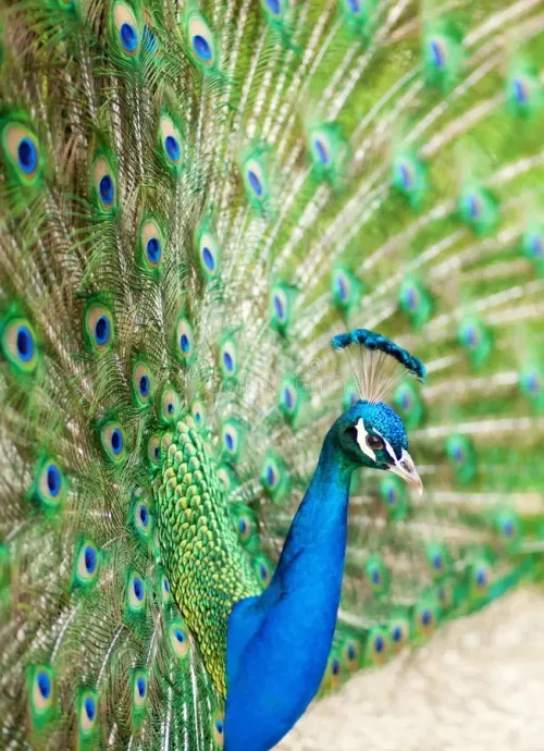 What is the Meaning of Peacock Feathers 2
