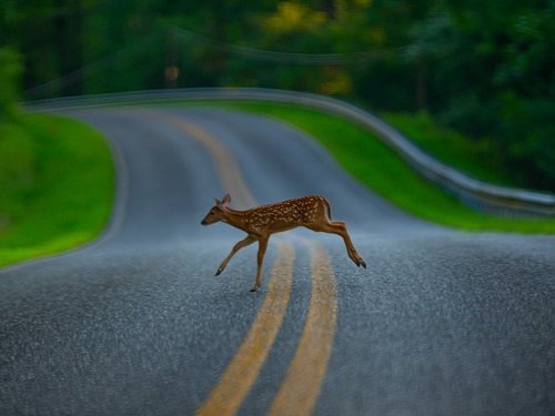 What Does It Mean When a Deer Crosses Your Path