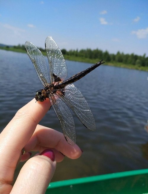 What Does It Mean When a Dead Dragonfly Lands on You 1