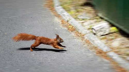 Spiritual Meaning of Squirrel Crossing Your Path