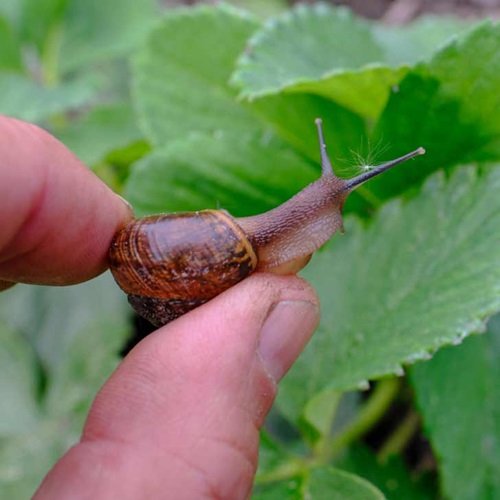 How to Prevent Slugs and Snails in the Garden 11