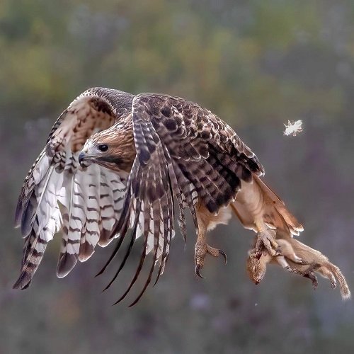 What Does it Mean When a Hawk Flies Overhead