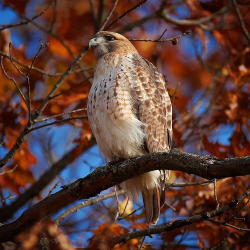 What Does it Mean When a Hawk Perches Nearby