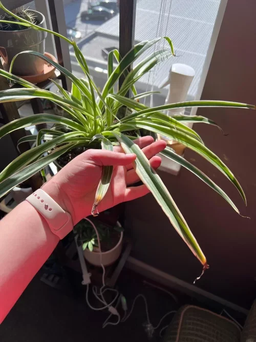 Spider Plant Brown Tips 7