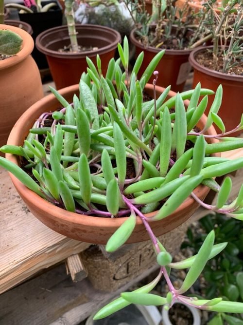 Succulents that Look Like Green Beans 9