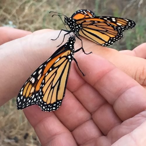 What Does it Mean When You See a Monarch Butterfly 2