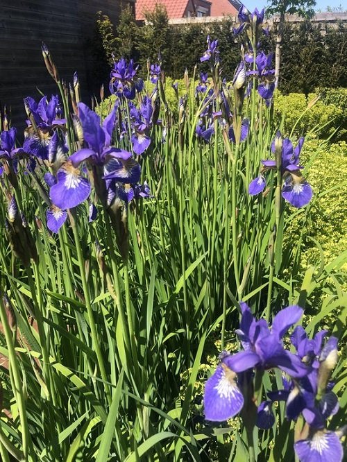amazing Gorgeous Blue Royal Flowers