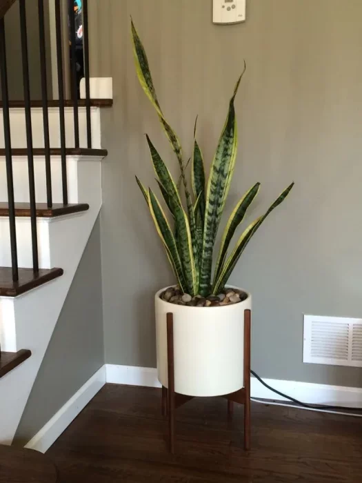 20 Best Places to Keep a Snake Plant in the House | Balcony Garden Web