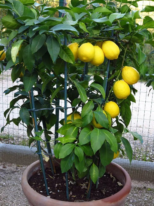 Lemon Tree Varieties for Containers