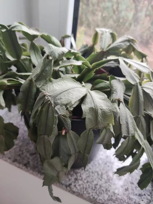 Common Christmas Cactus Growing Mistakes to Avoid 2